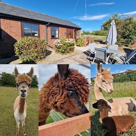 Swallows Nest Guest House - With Hot Tub アバーガベニー エクステリア 写真